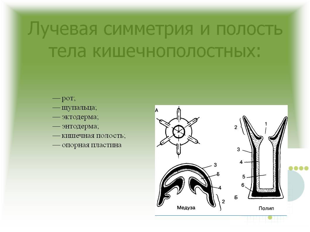 Kraken маркетплейс зеркала